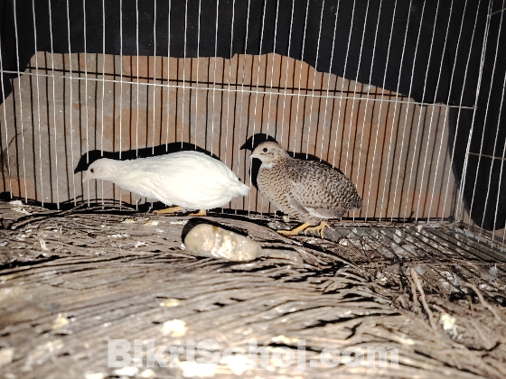 King Quel (কিং কোয়েল)